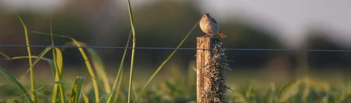Como fazer uma Cerca de Arame em 6 passos