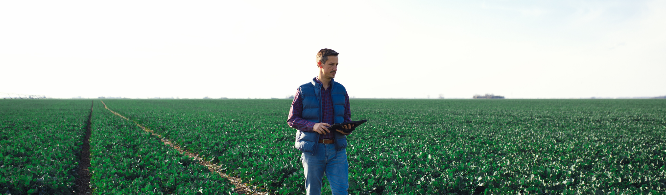 Produtor rural utilizando tablet para monitorar plantação em área agrícola.
