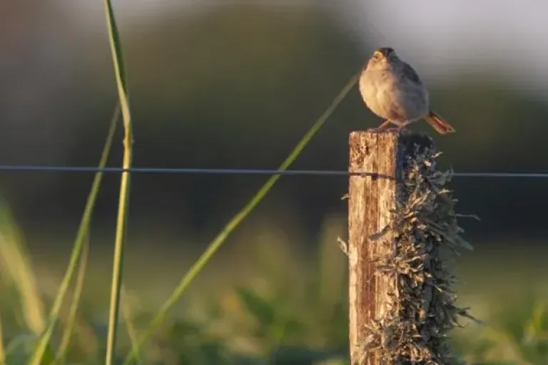 Como fazer uma Cerca de Arame em 6 passos