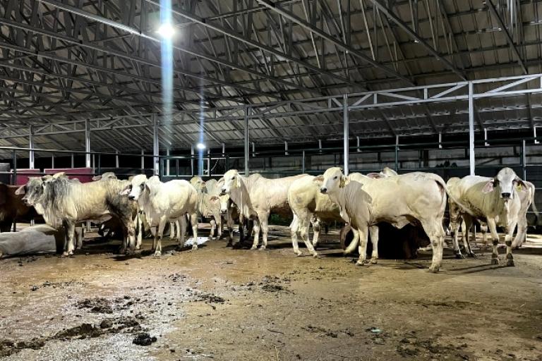 Gado reunido em galpão rural com cobertura e estrutura metálica de aço, destacando aplicação de serralheria na construção.