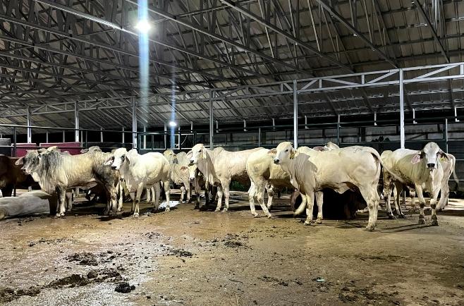 Gado reunido em galpão rural com cobertura e estrutura metálica de aço, destacando aplicação de serralheria na construção.