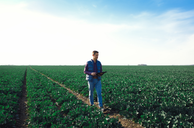 Produtor rural utilizando tablet para monitorar plantação em área agrícola.