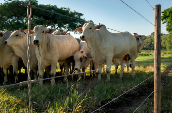 Bovinos em área cercada por arame de aço, utilizada para manejo e contenção de animais na pecuária.