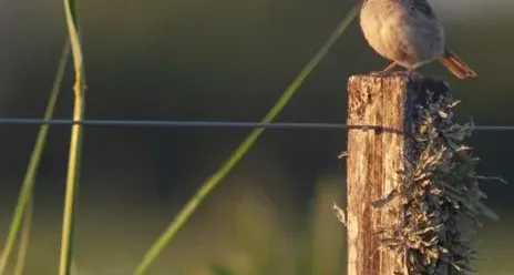 Como fazer uma Cerca de Arame em 6 passos