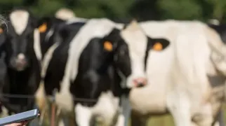 Dia do Pecuarista: