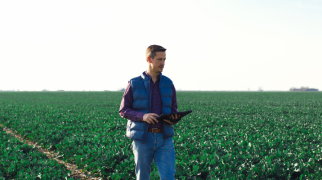 Produtor rural utilizando tablet para monitorar plantação em área agrícola.