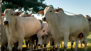 Bovinos em área cercada por arame de aço, utilizada para manejo e contenção de animais na pecuária.