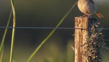 Como fazer uma Cerca de Arame em 6 passos